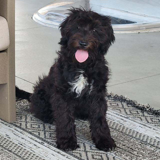 Coral - Portuguese Water Dog